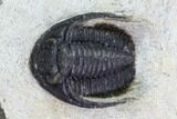 Bargain, Cornuproetus Trilobite Fossil - Morocco #105970-2